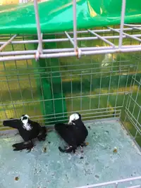  pigeons for sale طيور عراقيه للبيع 