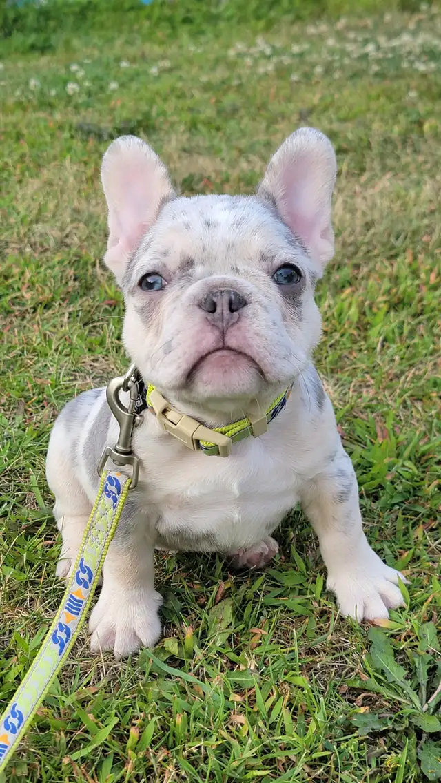 Bulldog francais french bouledogue in Dogs & Puppies for Rehoming in Lanaudière - Image 4