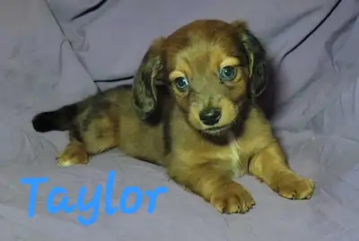 All Dapple Mini Dachshund Puppies, View more