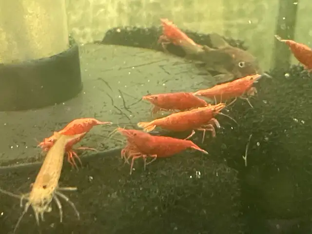 Supreme Red Cherry Shrimp in Fish for Rehoming in Hamilton - Image 10