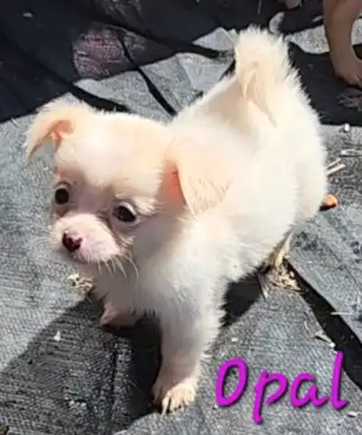 4 LEFT - Adorable Chihuahua Girls, View more