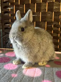 Delivery to Ottawa Available - Purebred Netherland Dwarf Rabbit 