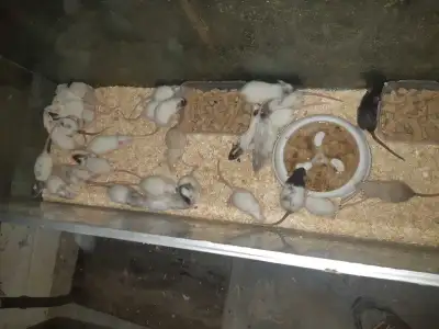 babies Rats, View more