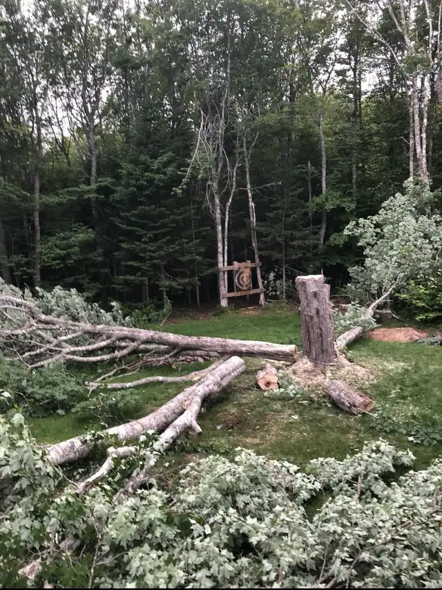 Tree service and Stumping  in Lawn, Tree Maintenance & Eavestrough in Charlottetown - Image 5