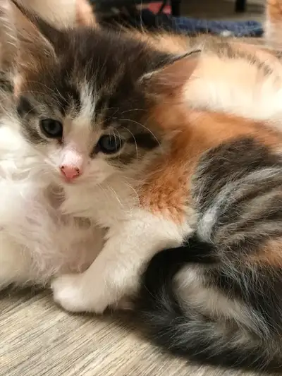 Kittens, View more