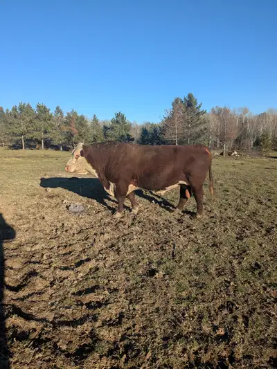 pure bred registered polled hereford bull for sale good growth rates, would keep him but am keeping...