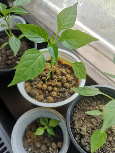 Looking for a natural way to boost your garden? Rabbit manure is a powerful, organic fertilizer ofte...