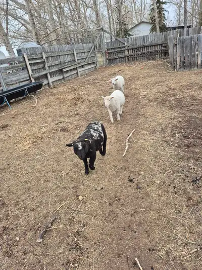 I have 3 healthy north country Chev crosssed ram lambs. Born December 2025 ram lambs available. Thes...
