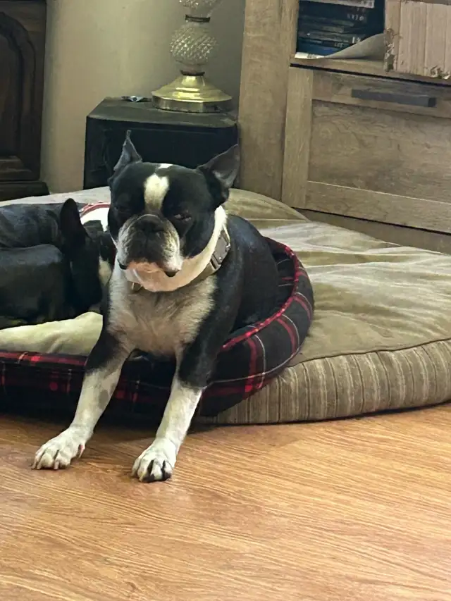 boston terriers in Dogs & Puppies for Rehoming in Prince George - Image 9