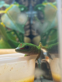 Baby Giant Day Geckos 
