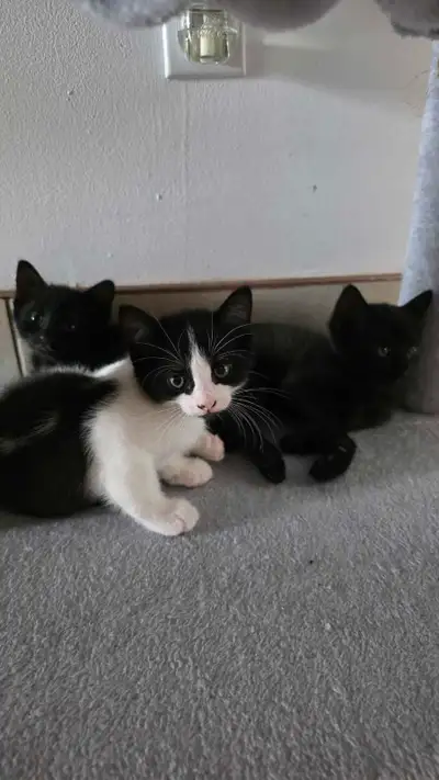Chatons à vendre , View more