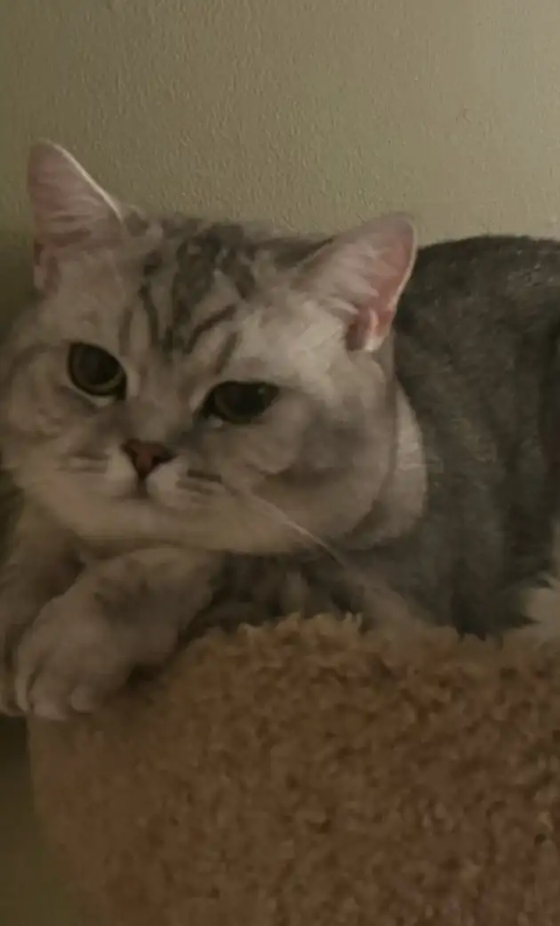British short hair kitten / long hair in Cats & Kittens for Rehoming in Vancouver - Image 9