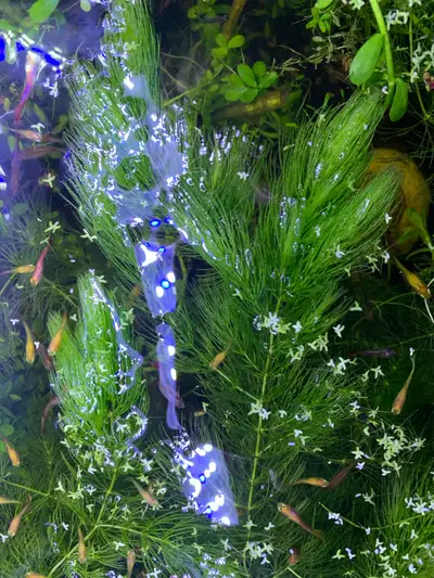 Hornwort for sale (a lot), View more