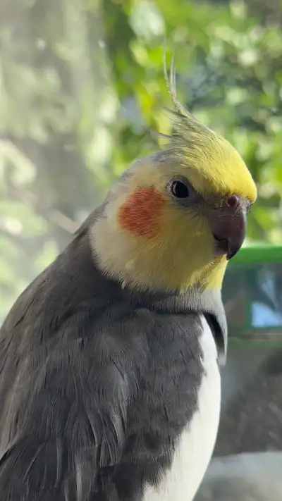 male cockatiel, View more