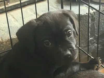 Ready for their forever home! 3 male puppies: 1 - brown, white and black 2 - all black (there is a s...