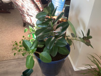Rubber tree for sale