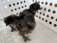 Frizzle silkie chicks 