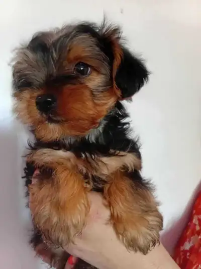 Yorkie  boy. Weekend sale., View more