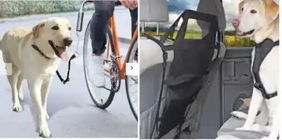 Hands-free dog leash for bicycle and car barrier - $ 30, View more