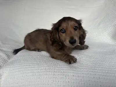 Miniature Dachshund Puppies, View more