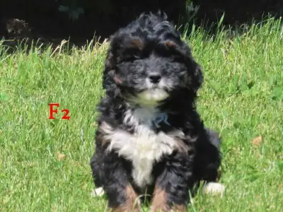 Mini Bernadoodle puppies. , View more