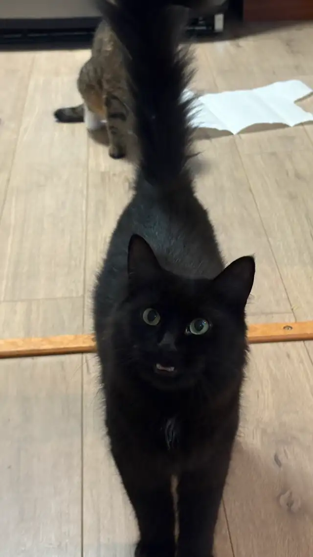 Chat,  moitié Maine coon / cherche famille in Cats & Kittens for Rehoming in City of Montréal - Image 5