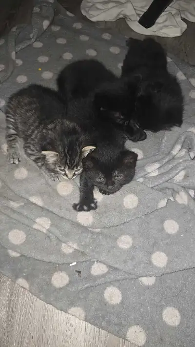 petits chatons disponible , View more