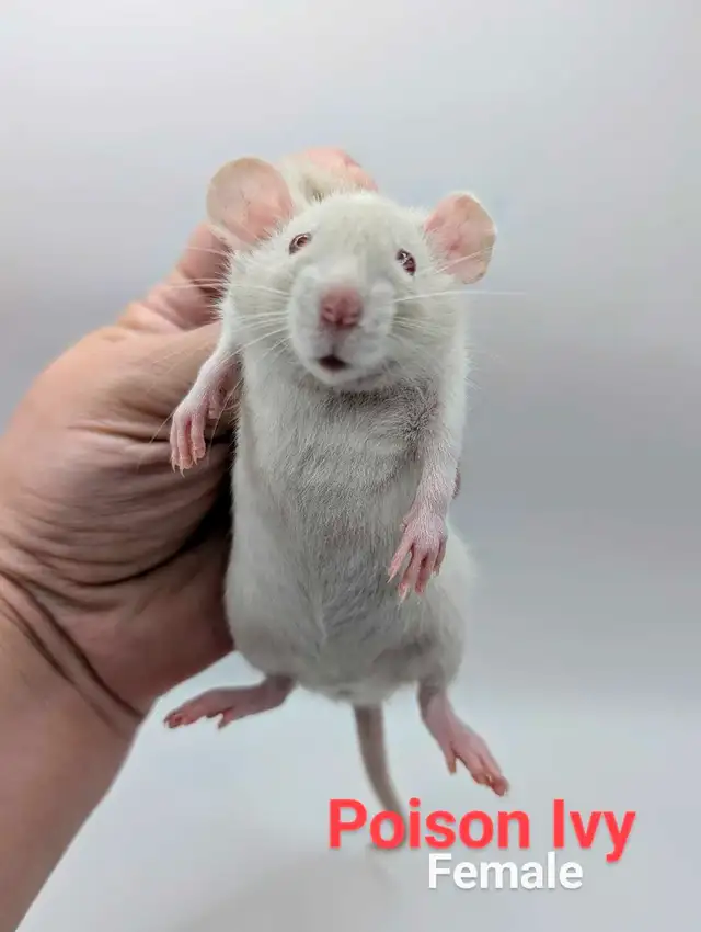 Baby Rats Available in Small Animals for Rehoming in City of Toronto - Image 8