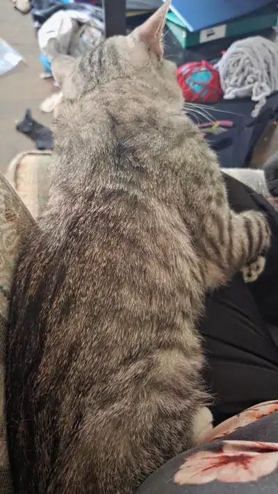 Grey+white male and black male, View more