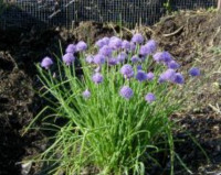 Perennial- chives $3 for 4pack