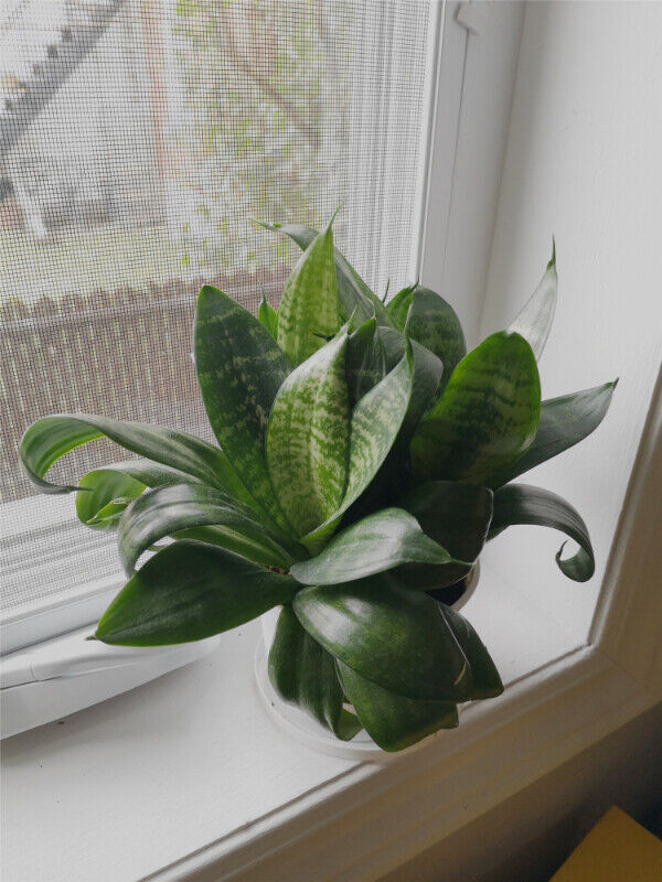 Tiger tail orchid / Snake plant for sale  
