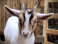 Beau chèvre miniature au visage fascinant.