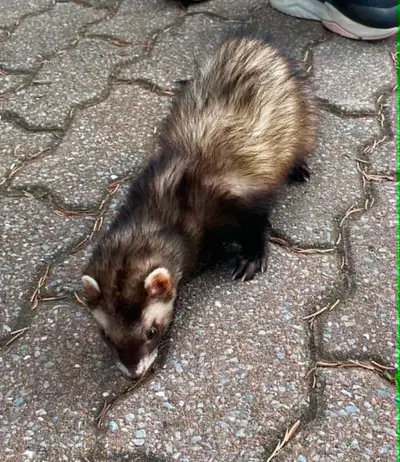 Furet à adopter – Robin cherche sa nouvelle famille , View more