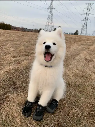 I am offering a charming Sammoyed/Husky male, a delightful mix of breeds. He's in excellent conditio...
