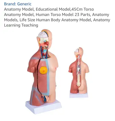 Anatomy Model, View more