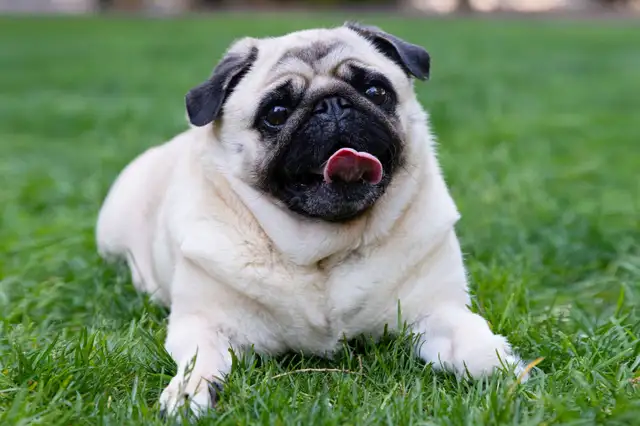 Pets' service in Animal & Pet Services in Calgary - Image 3