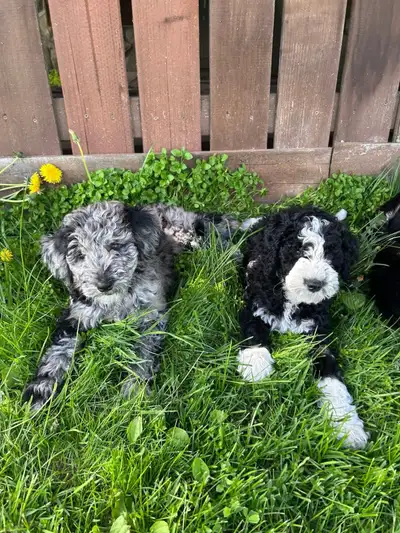2 beautiful Aussiedoodle puppies F1b, View more