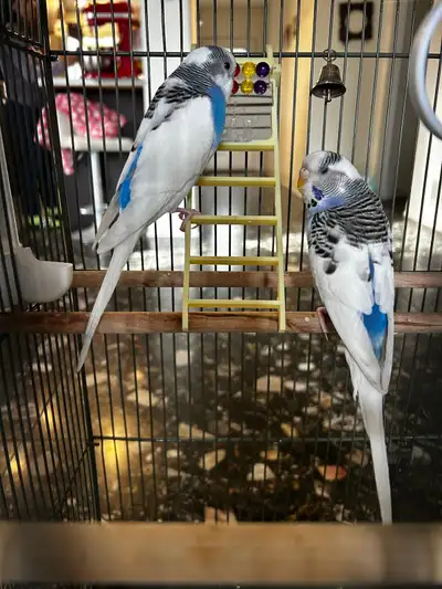 Budgies looking for new home, View more