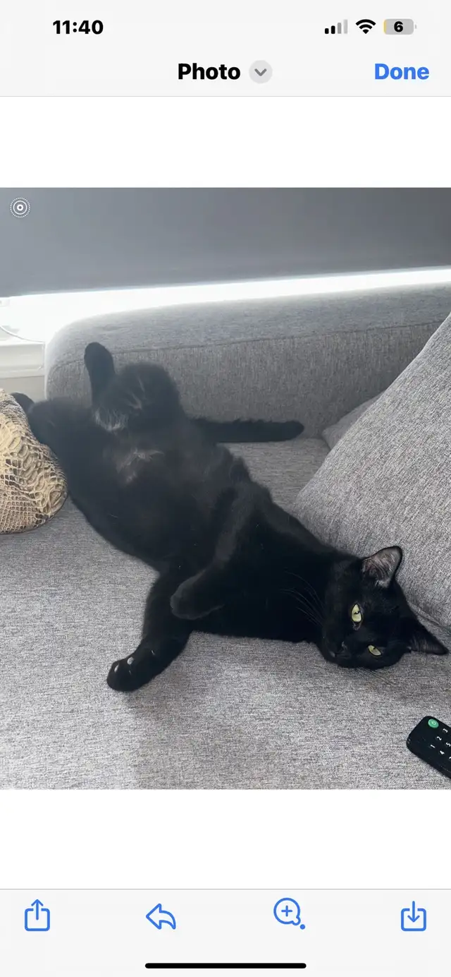 missing black cat !!  in Lost & Found in Edmonton - Image 2