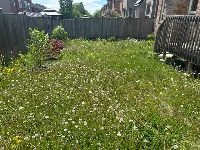 same day lawn service !  in Lawn, Tree Maintenance & Eavestrough in City of Toronto - Image 9