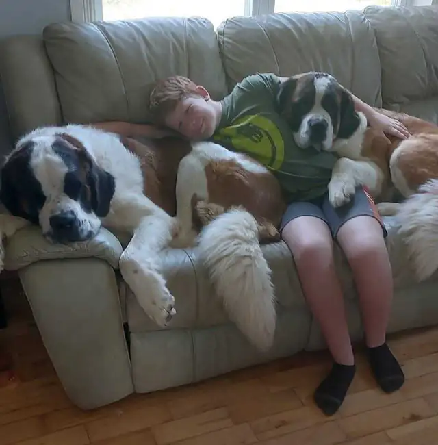 BEAUTIFUL SAINT BERNARD PUPPIES in Dogs & Puppies for Rehoming in Moncton - Image 5