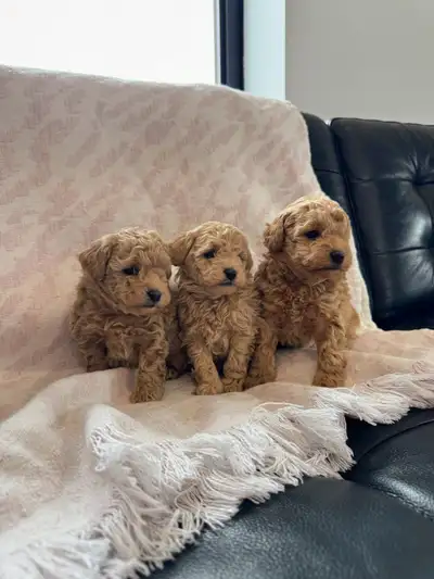 Purebred Miniature Poodle Puppies, View more