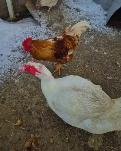 ROOSTERS, View more