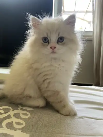Scottish kitten, View more
