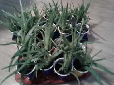 Aloe Vera Plants, View more