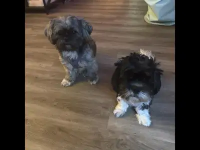 Adorable Shih Tzu puppies, View more