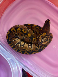 8 month old male yellow belly ball python
