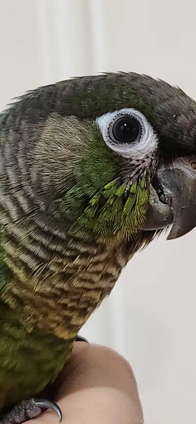 Beautiful wide eyes Green cheek canour, View more