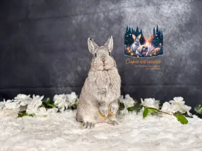 Spayed young Netherland dwarf doe , View more