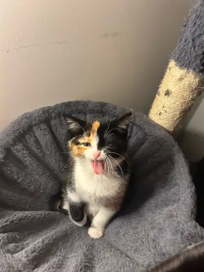 Nous proposons à l’adoption 6 magnifiques chatons, 3 femelles et 3 mâles en pleine santé. Ces petits...